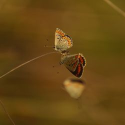 Butterfly on flower