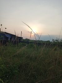 Grass growing on field against sky during sunset