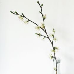 Flowers in vase against white background