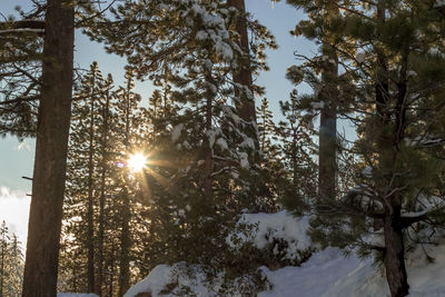 Trees in forest during winter