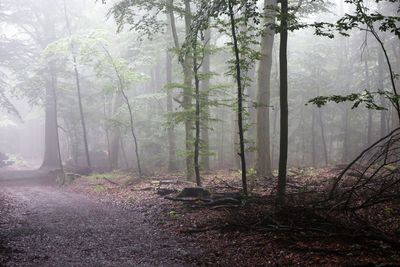 Trees in forest