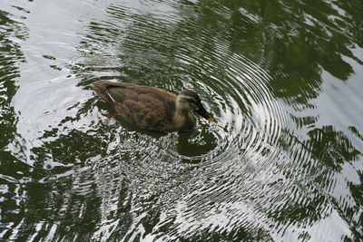 High angle view of duck swimming in lake