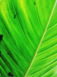 Full frame shot of green leaf