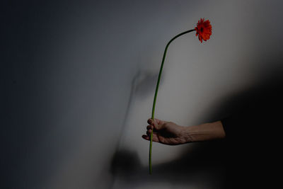 Hand of woman holding flower