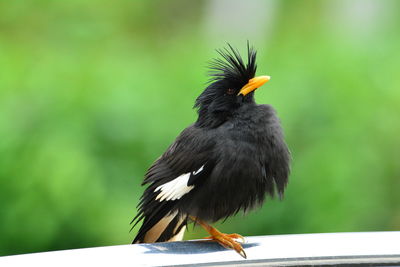 Close-up of a bird