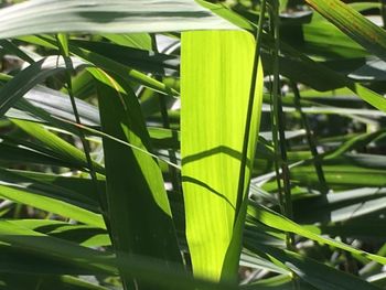 Close-up of fresh green plant