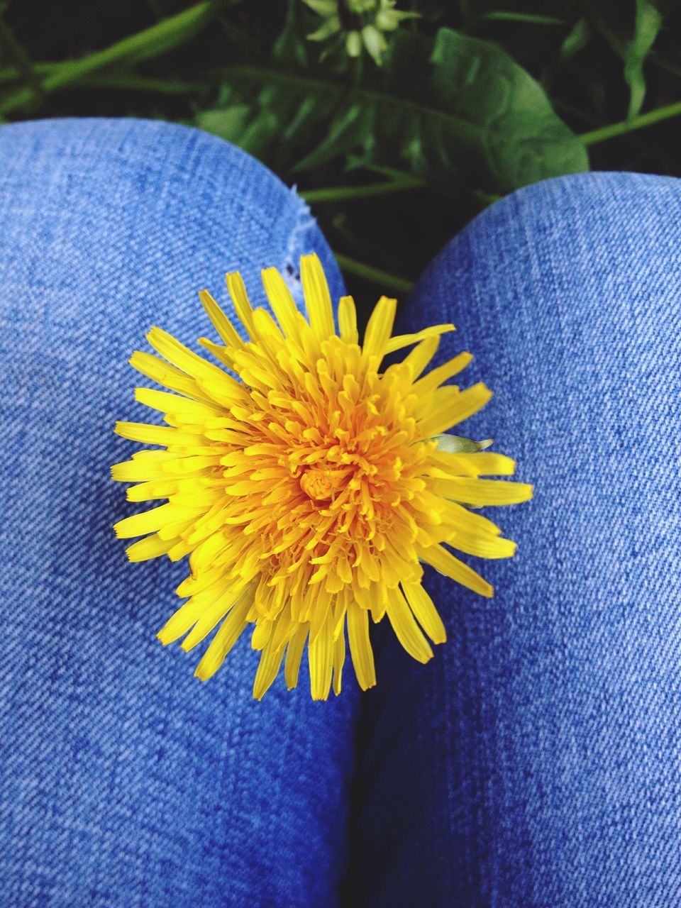 LOW SECTION OF YELLOW FLOWER AGAINST BLURRED BACKGROUND