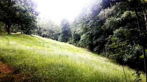 Trees growing on landscape