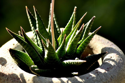Close-up of succulent plant