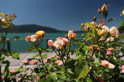 Close-up of pink flowering plants against sky