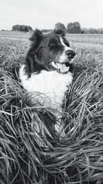 Dog looking away on field