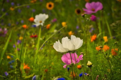 Close-up of purple flowering plant on field