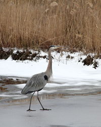 High angle view of gray heron on water