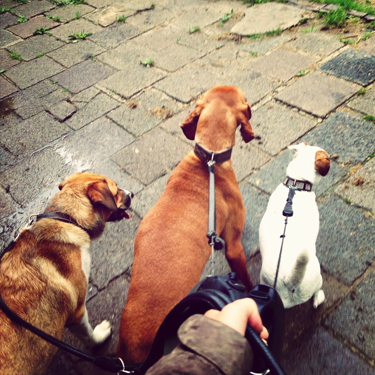 animal themes, high angle view, dog, domestic animals, pets, street, one animal, mammal, pet leash, sidewalk, outdoors, brown, day, sunlight, togetherness, elevated view, bird, standing, canine, footpath