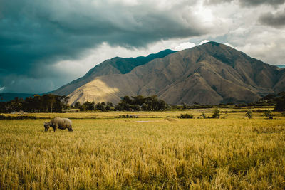 Buffalo standing on grassy field against cloudy sky