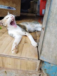 High angle view of cat yawning