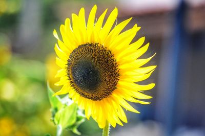 Close-up of sunflower