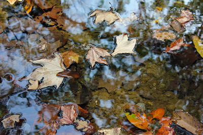 Reflection of trees in puddle