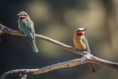 Close-up of birds perching on branch