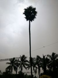 Low angle view of silhouette palm trees against sky