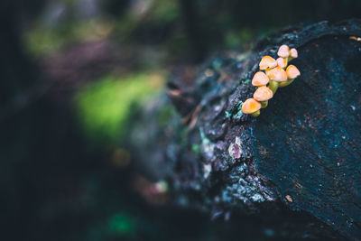 Close-up of mushroom growing on tree trunk