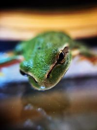 Close-up of frog on leaf