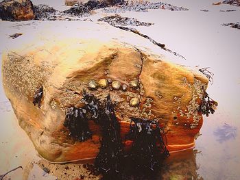 Close-up of woman in water