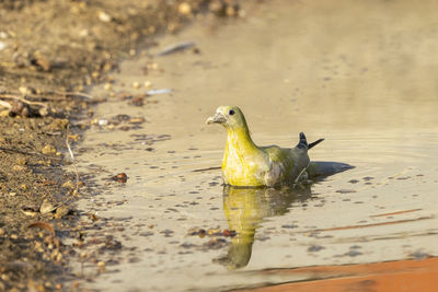 Dove in pond