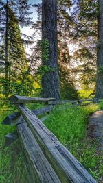 Trees growing in forest