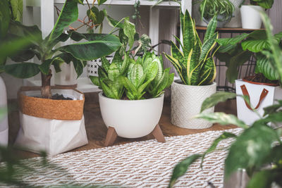 Potted plant on table