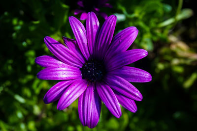 Close-up of pink flower