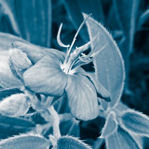 Close-up of wilted flower plant