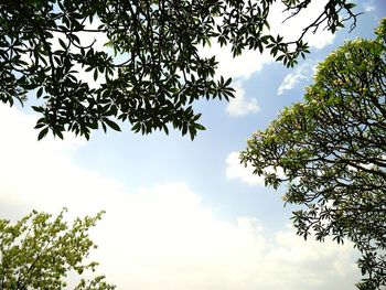 Low angle view of tree against sky