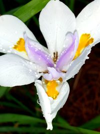 Close-up of water drops on flower