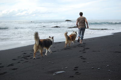 Full length rear view of playful man with rough collies at beach against sky