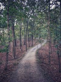 Trees in forest