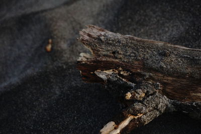 High angle view of driftwood on wood