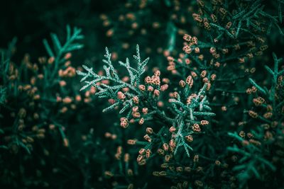 Close-up of flower tree