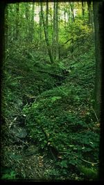 Trees in forest