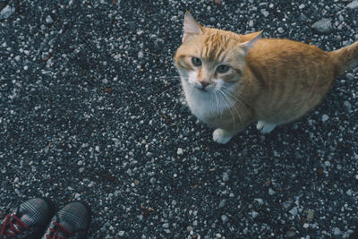 High angle portrait of cat