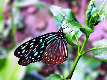Close-up of butterfly pollinating flower