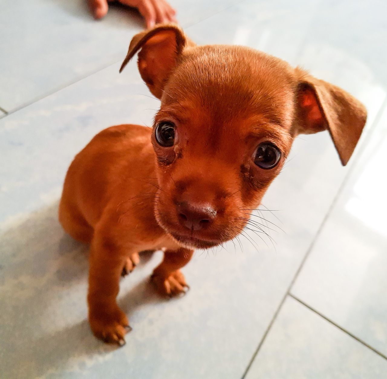 domestic animals, pets, mammal, dog, animal themes, one animal, looking at camera, portrait, brown, high angle view, indoors, puppy, no people, day, close-up