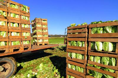 Many boxes with freshly harvested chinese cabbage on the field, logistics in vegetable cultivation