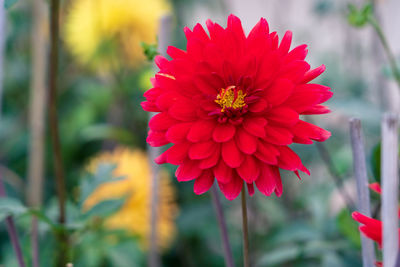 Close-up of red dahlia flower