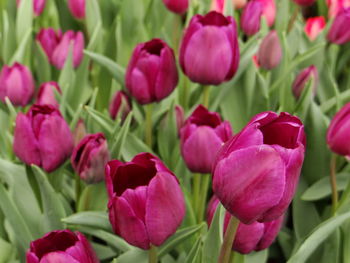 Close-up of pink tulips