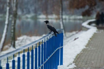 A crow perching on railing