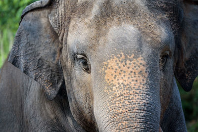 Close-up of elephant