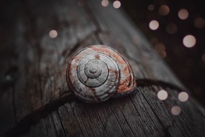 Close-up of snail on wood