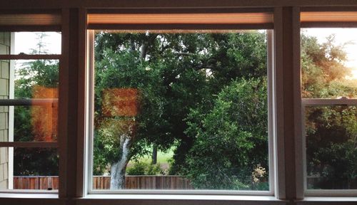 Plants and trees seen through window