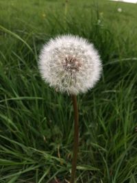 Close-up of dandelion on field